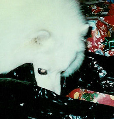 Frosty is sniffing in the black bag that has Christmas presents