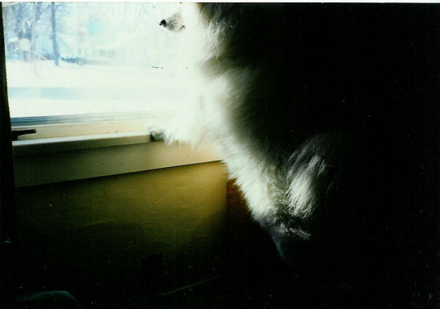 Frosty looking out the window looking for Dad