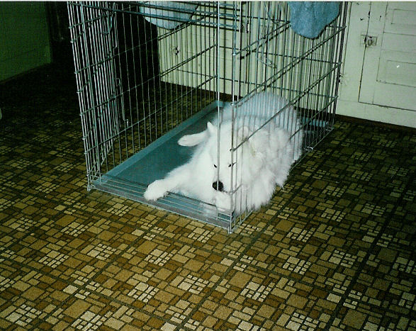Frosty laying in his cage in the kitchen