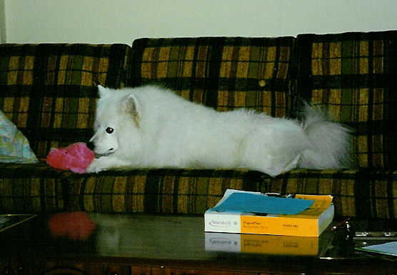 Frosty playing with his new pink teddy bear