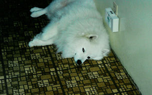 Frosty laying on the floor in the kitchen