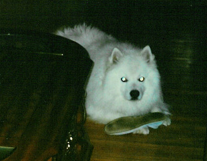 Frosty with one of Mom's old slippers