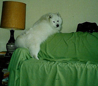 Frosty standing on the couch looking for help