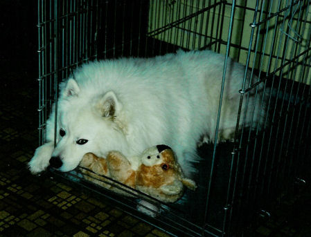 Frosty in his dog cage in the kitchen where in can sleep without being stepped on