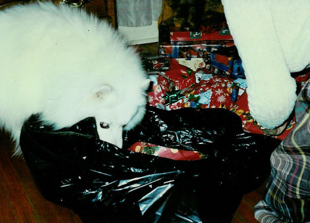 Frosty very interested in the black bag that has Christmas presents