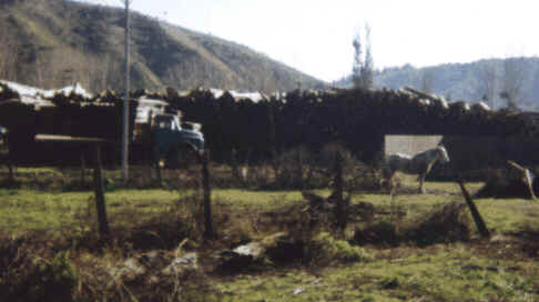 La actividad forestal es la base de la econom�a de Coelemu