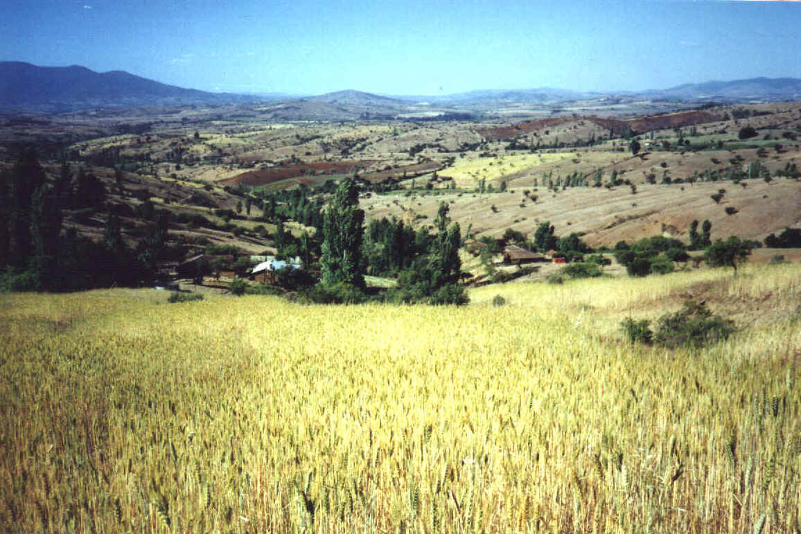 Guarilihue visto desde lo m�s alto