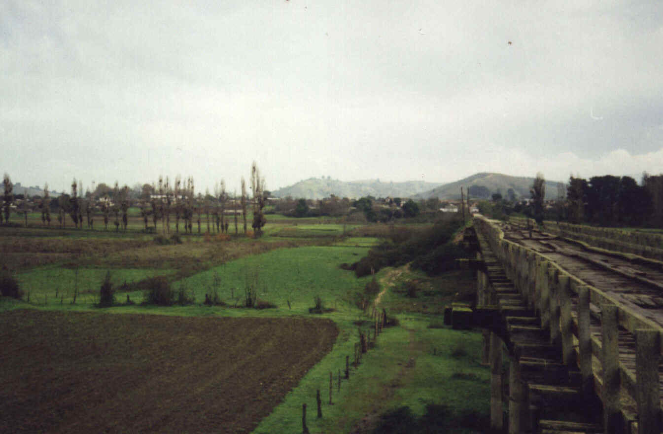 Vegetaci�n caracter�stica a orillas del R�o Itata