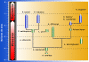 arbol1.gif (85851 bytes)