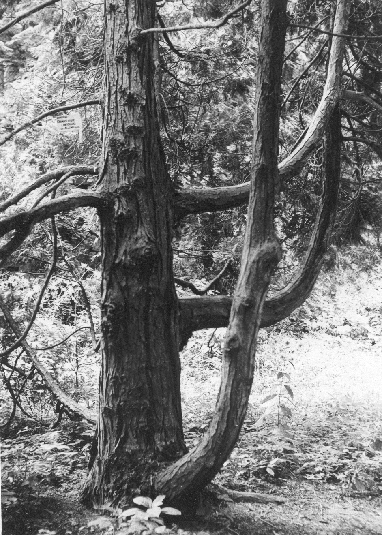 Intersections (Botanical Garden Cluj-Napoca)