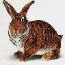 Tiger-Bunny