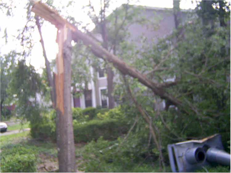 hur-den_v-snapped-tree01.jpg, 38 KB