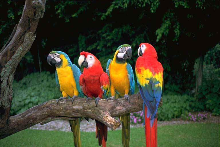 Parrots4.jpg (52857 bytes)