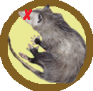 The Late Awesome Possum