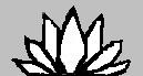TheOpenedLotus