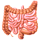 darm.gif (12877 bytes)
