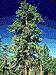 pine9l.jpg