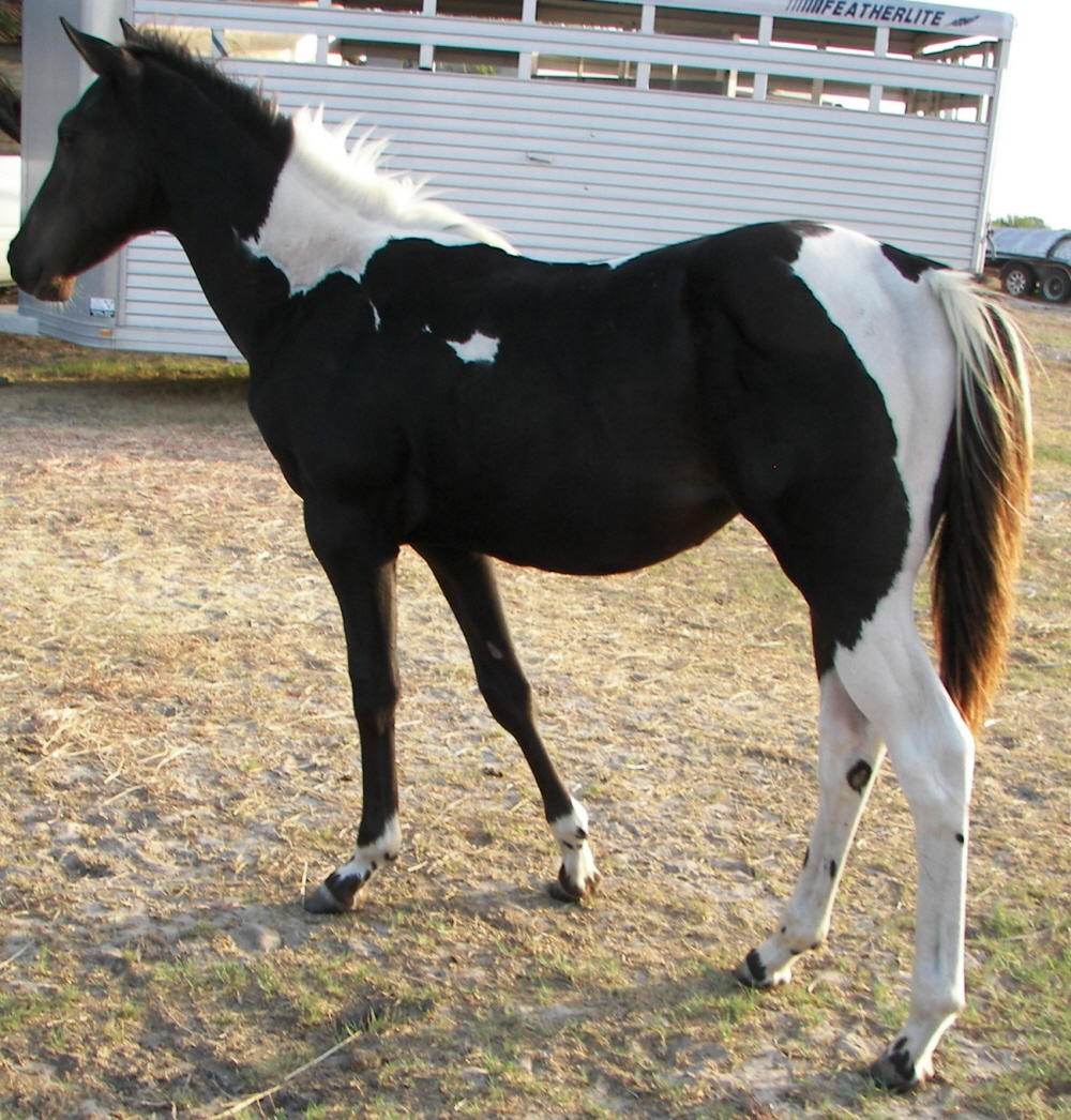 LightningT Ranch race performance horses for sale in Texas