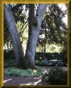 The backyard is a very private garden.  Click to see a larger image.