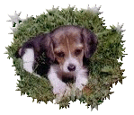 This was our Beagle Daisy Mae at 7 weeks old...ain't she cute?