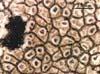 areolat---.jpg (3773 bytes)