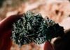 cladonia---.jpg (8944 bytes)