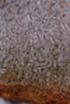 noctoc---.jpg (7848 bytes)