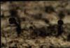 sapl�5a---.jpg (8084 bytes)