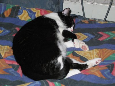 October 2004, Nicky-cat napping