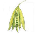 Peapod indicates a vegan recipe
