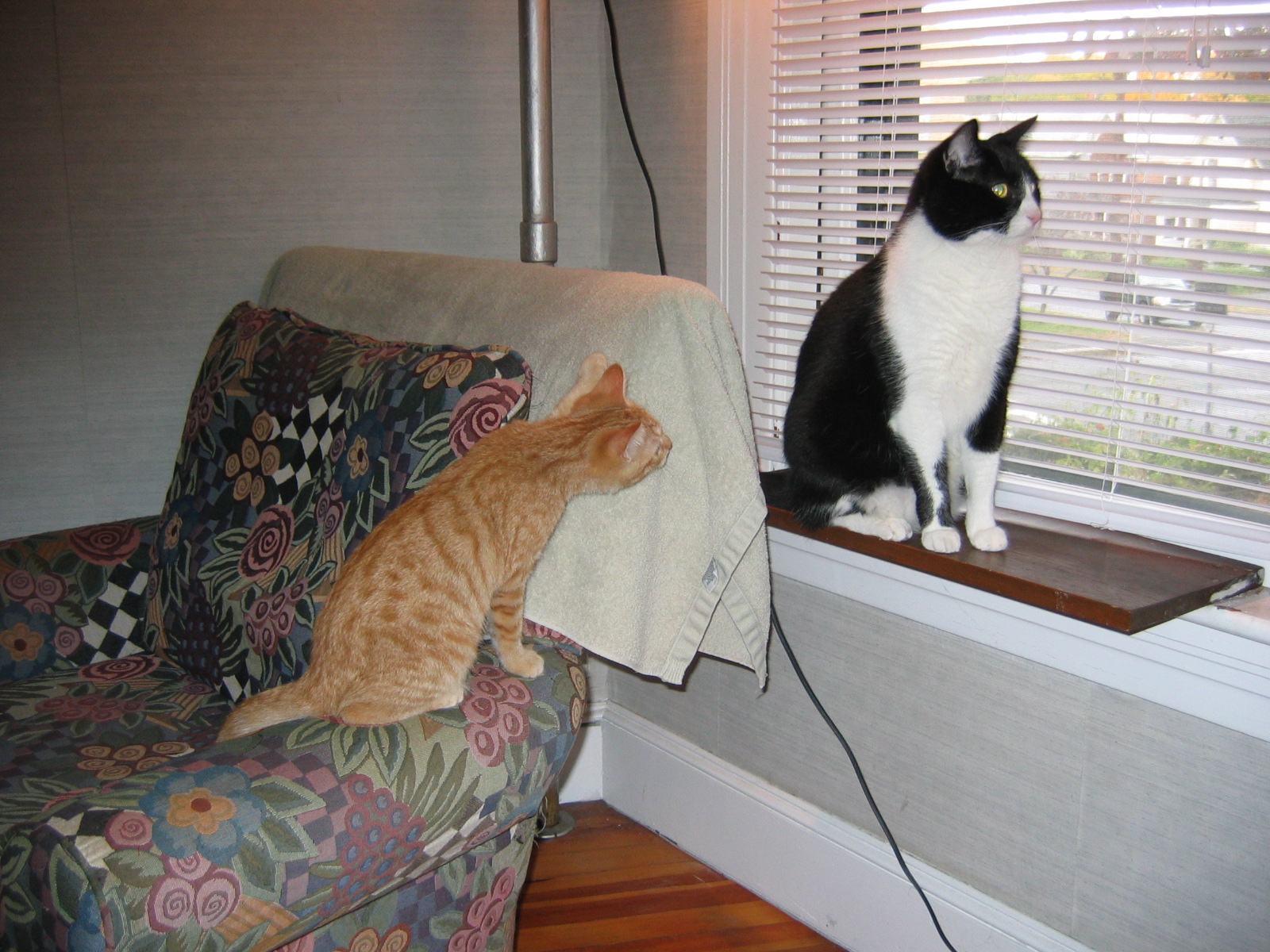 October 2005, Oscar as a kitten and Nicky in the window