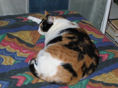 October 2004, Summer-kitty sleeping