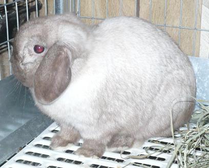 I am not leaving this cage