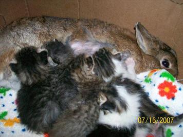 Do you like my kittens?