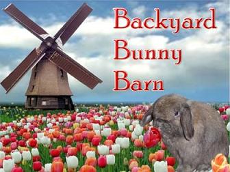 Holland Lops and Mini Rex