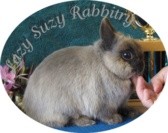 Netherland Dwarfs