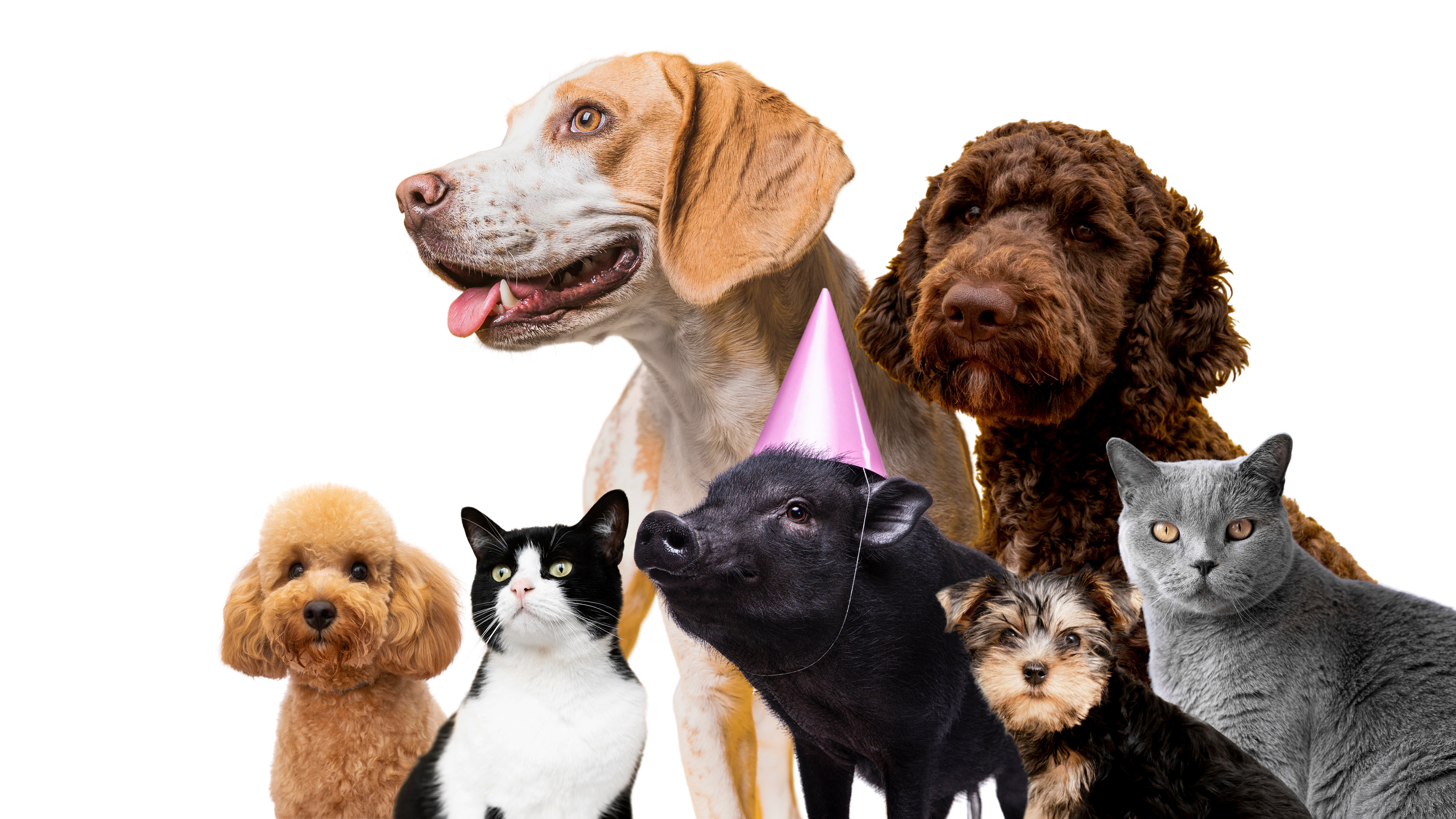 animales