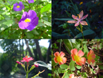 The Sun Kissed Collation