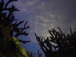 Under Sea