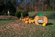 Pumpkins #1