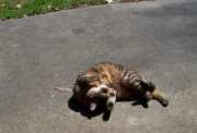 Annie rolling in the sun