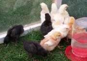 Peeps....awwww!