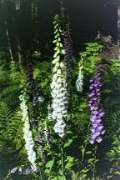 foxglove