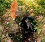 Boo and Gabby Playing