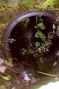 Boo in creek pipe