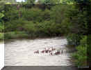 Canadas Swimming