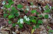 Canada Violets