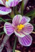Crocus   First Sign of Spring!