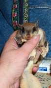 Rescued Flying Squirrel
