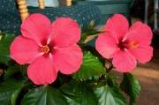 Hibiscus